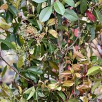 Červienka Fraserova (Photinia × fraseri) ´RED ROBIN´ - výška 180-200 cm, kont. C35L (-24°C)